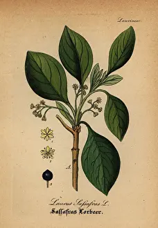 Laurus: White sassafras, Sassafras albidum