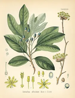 Kohler: White sassafras, Sassafras albidum