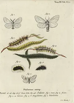 Esper: White satin and white prominent moths