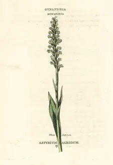 Duppa: White satyrion, Pseudorchis albida
