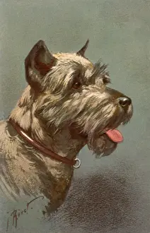 Schnauzer: White Schnauzer