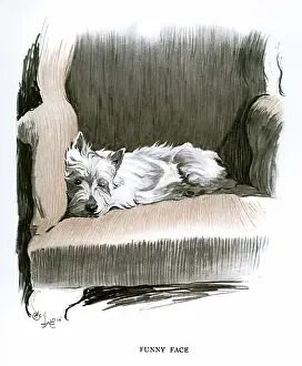 Wink: White Scots terrier lying in an armchair