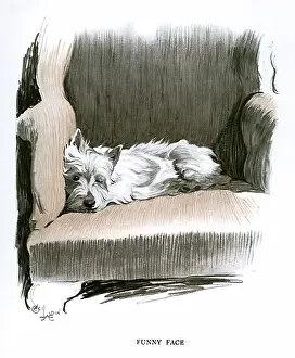 Wink: White Scots terrier lying in an armchair
