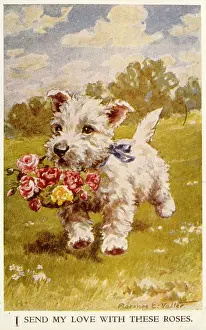 Valter: White Scots terrier puppy with flowers