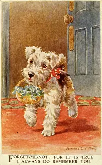 Nots: White Scots terrier puppy with flowers