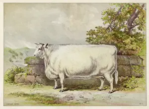 Heifer: White shorthorn heifer exhibited at Smithfield