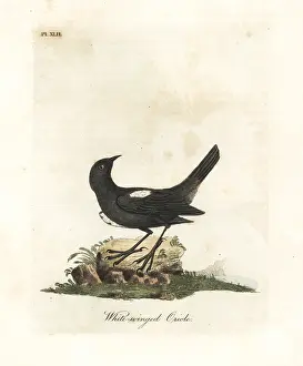 Oriole: White-shouldered tanager, Tachyphonus luctuosus