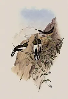 Swifts: White-Sided Hill-Star, Oreotrochilus Leucopleurus