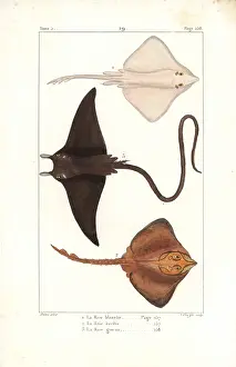 Pretre: White skate (endangered) and devil ray