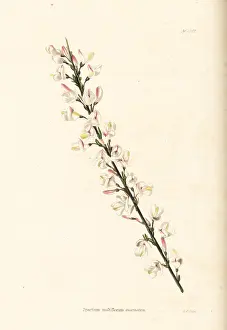 Multiflorum: White Spanish broom, Cytisus multiflorus