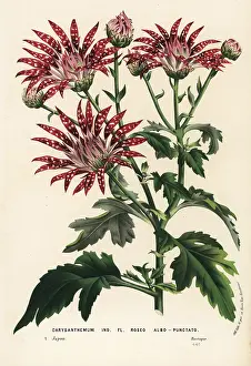 Serres: White-spotted chrysanthemum variety, Chrysanthemum indicum