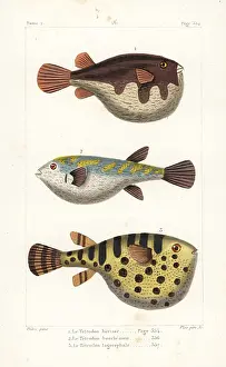 Tetrodon: White-spotted puffer, evileye blaasop and oceanic puffer