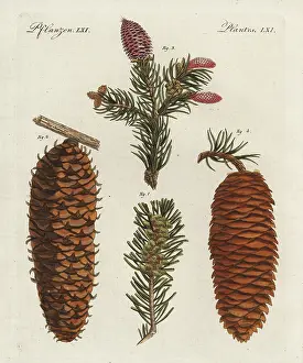 Glauca: White spruce tree, Picea glauca, and Norway