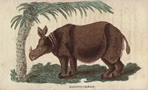Simum: White or square-lipped rhinoceros, Ceratotherium simum