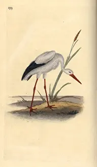 Ciconia: White stork, Ciconia ciconia