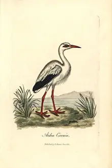 Ciconia: White stork, Ciconia ciconia