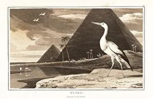 Zoography: White stork, Ciconia ciconia, in front of the