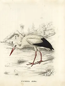 Bildersaal: White stork, Ciconia ciconia