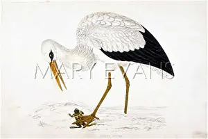 Ciconia: WHITE STORK (MORRIS)