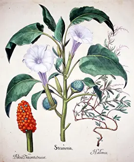 Stramonium: White Stramonia or Stramonium Flower