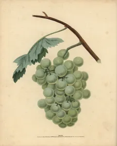 Vitis: White sweet water grape, Vitis vinifera