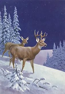 Antelopes: White Tailed Deer