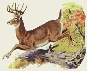 White-Tailed Deer