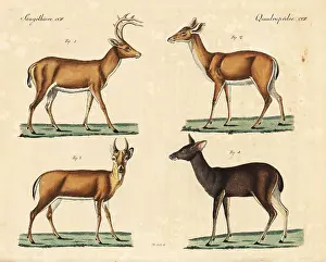 Goetz: White-tailed deer and Malayan sambar deer