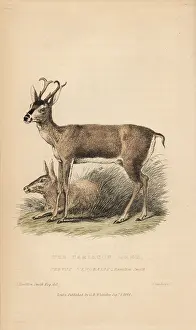 Landseer: White-tailed deer, Odocoileus virginianus