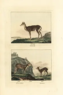 Barrs Buffon: White-tailed deer, Sri Lankan axis and white-spotted