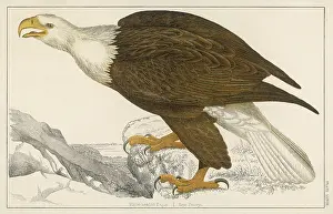 Haliaetus: WHITE-TAILED EAGLE