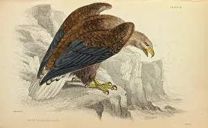 White Tailed: White-tailed Eagle