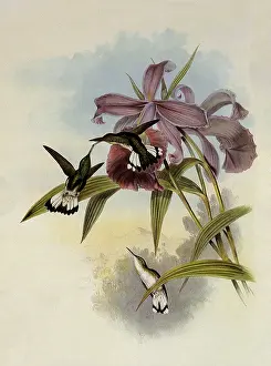 Emerald: White-Tailed Emerald, Thaumatias Chionurus