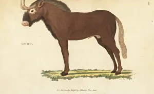 G. Kearsley: White-tailed gnu, Connochaetes gnou