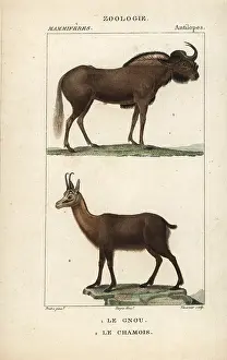 White Tailed: White-tailed gnu, Connochaetes gnou, and Pyrenean
