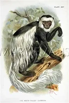 Guereza: WHITE TAILED GUEREZA/JCK
