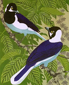Jays: White-tailed jays