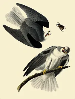 Kites: White-Tailed Kite, Elanus leucurus