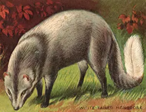 Mongoose: White-Tailed Mongoose