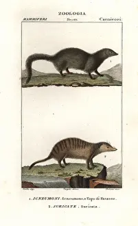 Mongoose: White tailed mongoose, Ichneumia albicauda
