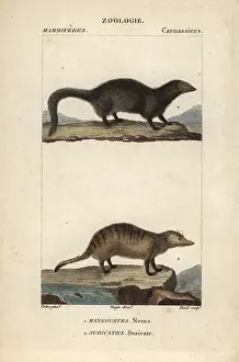 Mongoose: White tailed mongoose, Ichneumia albicauda