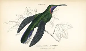 Trochilus: White-tailed sabrewing, Campylopterus ensipennis