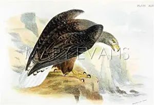 Haliaetus: WHITE TAILED SEA EAGLE