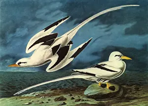 Tropicbird: White-Tailed Tropicbird, Phaethon lepturus