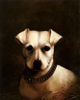 Mondy: White Terrier