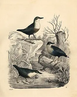 Dipper: White-throated dipper, Cinclus cinclus