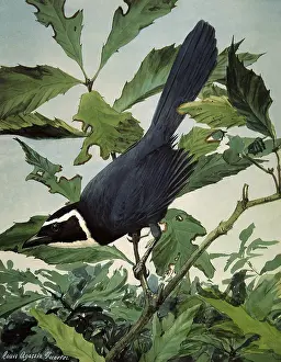 Jays: White-throated Jay, Cyanolyca mirabilis