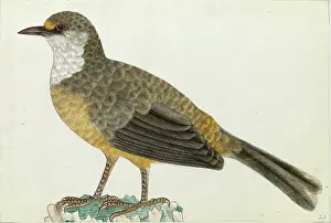 Himalayas: White-throated Laughingthrush