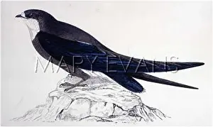 Wintering: WHITE THROATED SWALLOW