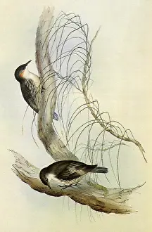 Pecking: White-throated Treecreepers, Climacteris leucophaea